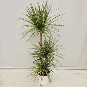 Dracena (Dracena) w białej doniczce z zielono-żółtymi liśćmi.