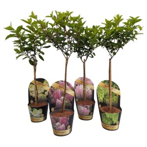 Hortensja bukietowa na pniu (Hydrangea paniculata) don. 19 cm