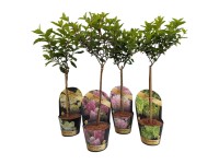 Hortensja bukietowa na pniu (Hydrangea paniculata) don. 19 cm