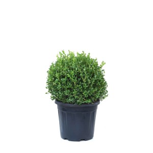 Bukszpan drobnolistny (Buxus microphylla Faulkner) don. 15 cm