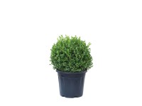 Bukszpan drobnolistny (Buxus microphylla Faulkner) don. 15 cm