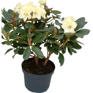 Kwitnąca roślina w doniczce z jasnożółtymi kwiatami i zielonymi liśćmi.