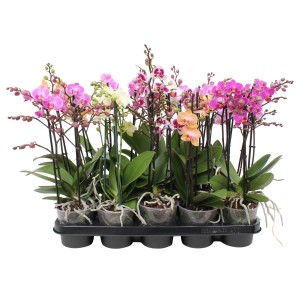 Różnokolorowe mini orchidee (Storczyki) w doniczkach na tacy.