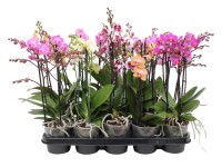 Phalaenopsis Multiflora 2 pędy wys. 55 cm.