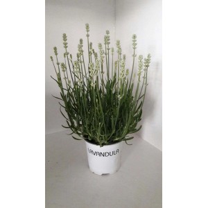 Kwitnąca lawenda w doniczce. Dekoracyjna roślina doniczkowa do domu i ogrodu.