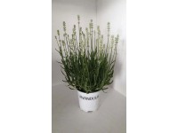 Lawenda (Lavandula Ang. White) - don. 12 cm