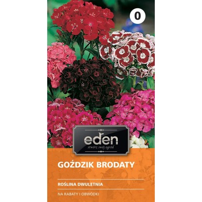 Goździk brodaty mieszanka - 1 g