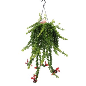 Eszynantus (Aeschynanthus Rasta) wiszący - don. 15 cm