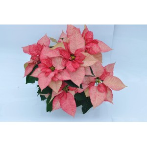 Różowo-biała, nakrapiana, ozdobna roślina gwiazdy betlejemskiej.