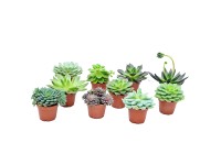 Eszeweria (Echeveria) mix don. 6 cm