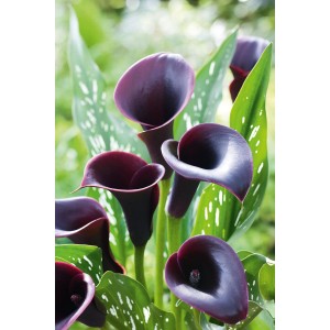 Kalia (Zantedeschia Cantor) 1 szt.