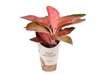 Aglaonema (Red Star) - don. 12 cm