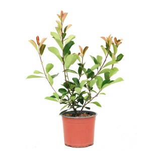 Głogownik (Frasera Red Robin) don. 3 l