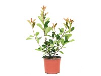 Głogownik (Frasera Red Robin) don. 3 l