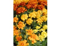 Aksamitka drobnokwiatowa (Tagetes sp.)