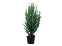 Jałowiec Blue Arrow ukorzeniony - don. 7,5 l