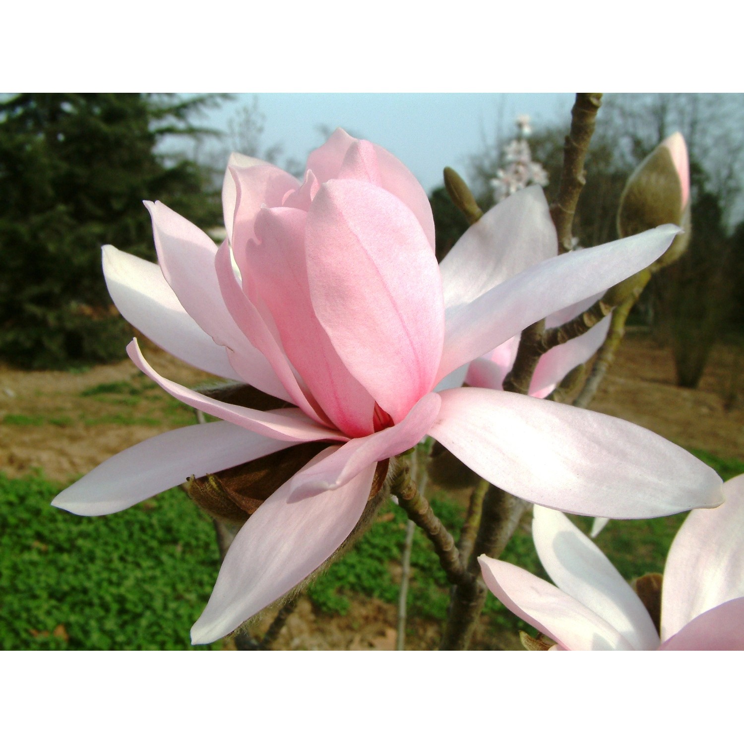 Magnolia Odm Pink Beauty Magnolia Sp Kupuj W OBI   619235 1393 Roliny 1 