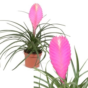 Różowa oplątwa (Tillandsia cyanea) w doniczce, z różowym kwiatostanem i zielonymi liśćmi.