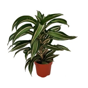 Dracena (smocze drzewo) w doniczce, zielone liście z białymi paskami.