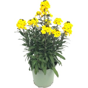 Lak Erysimum linifolium w doniczce, żółte kwiaty, przyjazny dla pszczół.