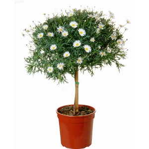 Kula z margaretek w doniczce, roślina kwitnąca do użytku wewnątrz i na zewnątrz.