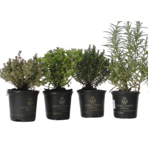 Cztery różne zioła kulinarne w doniczkach.