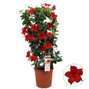 t.b.t. roślina doniczkowa z czerwonymi kwiatami, idealna na balkon i do ogrodu.