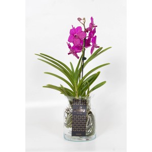 Różowa orchidea w szklanym wazonie. Dekoracyjna roślina doniczkowa.