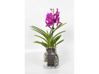 Storczyk Vanda (Orchis) w szkle - wys. 45 cm