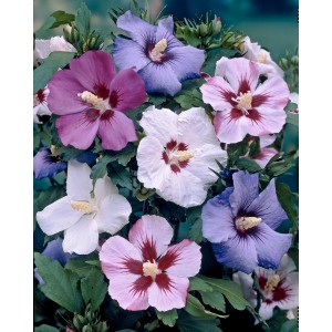 Kwitnący hibiskus z kwiatami w kolorze białym, fioletowym i różowym.