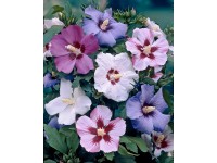 Ketmia syryjska w odmianach (Hibiscus syriacus)