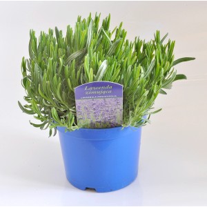 Mrozoodporna lawenda w niebieskiej doniczce. Kwitnąca roślina do ogrodu i na balkon.