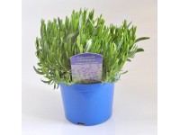 Lawenda - don. 15 cm