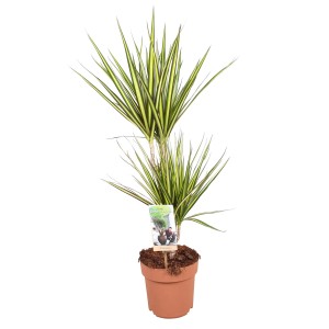 Dracena (smocze drzewo) w doniczce, zielone liście z żółtymi paskami.