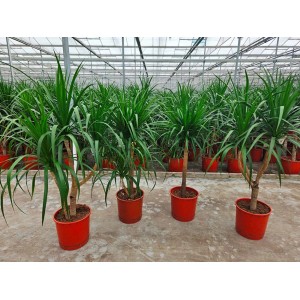 Kilka drzew smoczych (Dracena) w czerwonych doniczkach w szklarni.