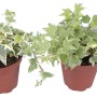 Dwie doniczki z bluszczem (Hedera helix) o zielono-białych liściach.