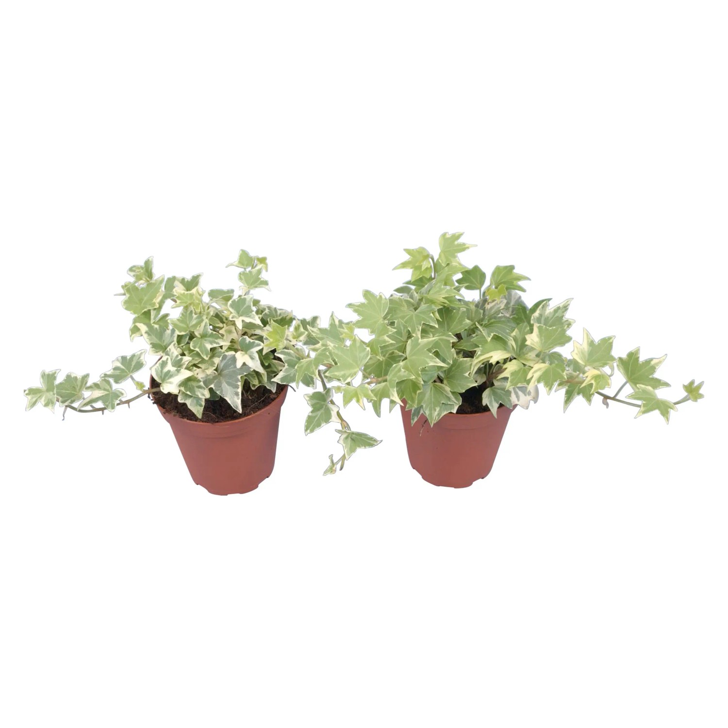 Dwie doniczki z bluszczem (Hedera helix) o zielono-białych liściach.