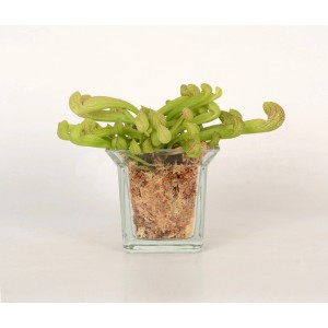 t.b.t. Oplątwy i bromelie w szklanym naczyniu, zielone liście.