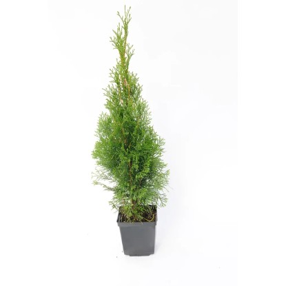 Tuja (Thuja) Szmaragd - don. 2 l