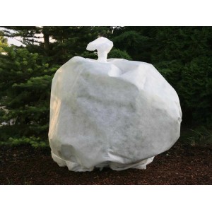 Roślina okryta białą włókniną zimową.