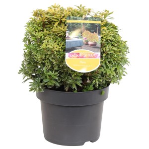 t.b.t. w doniczce, cieniolubna bylina z zielono-żółtymi liśćmi.