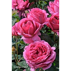 Zdjęcie róż rabatowych (t.b.t.) w kolorze różowym na rabacie.