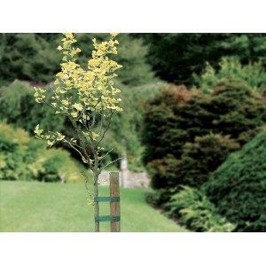 Drzewo z podwiązką (3 sztuki, każda po 3 m) na drewnianym słupku w ogrodzie.