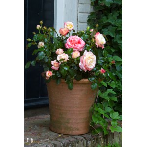 Róża rabatowa w doniczce z różowo-białymi kwiatami i zielonymi liśćmi.