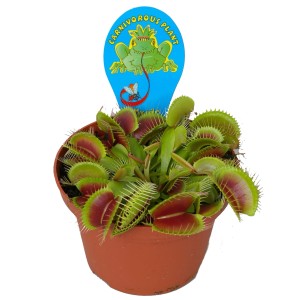 Muchołówka w doniczce, roślina mięsożerna z liśćmi pułapkowymi.