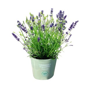 Kwitnąca lawenda w doniczce do użytku wewnątrz i na zewnątrz.