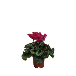 Fiołek alpejski (cyklamen) w doniczce z różowymi kwiatami i zielonymi liśćmi.