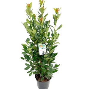 Laurowiśnia Novita w doniczce z zielonymi liśćmi.