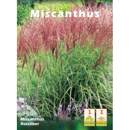 Miskant - Miscanthus Rotsilber 1 szt.
