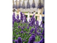 Lawenda wieloletnia Felice (Lavandula) don. 10,5 cm